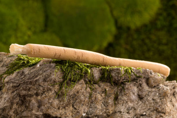 Pack of 5 Authentic Miswak Sticks علبة 5 عيدان مسواك أصلية