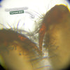The Little Scientist Miniscope™